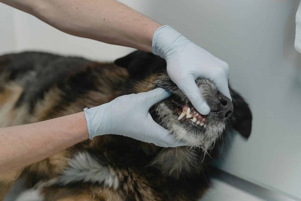 What are the signs of dental problems in pets?