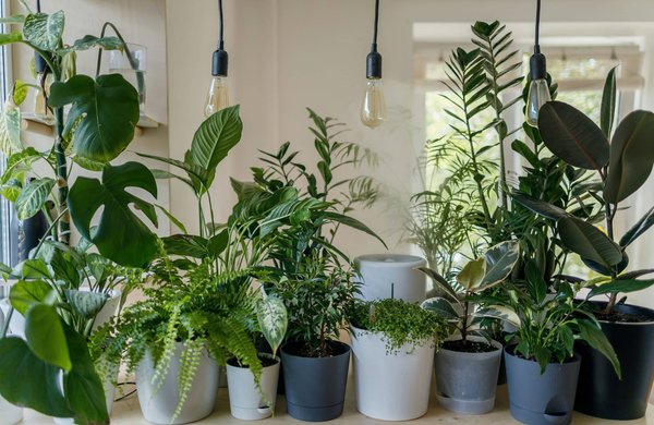 What are the best indoor plants for low light conditions?